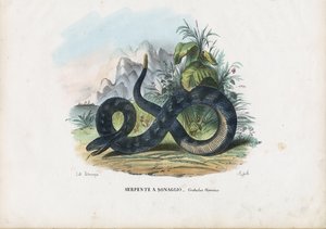 Timber Rattlesnake